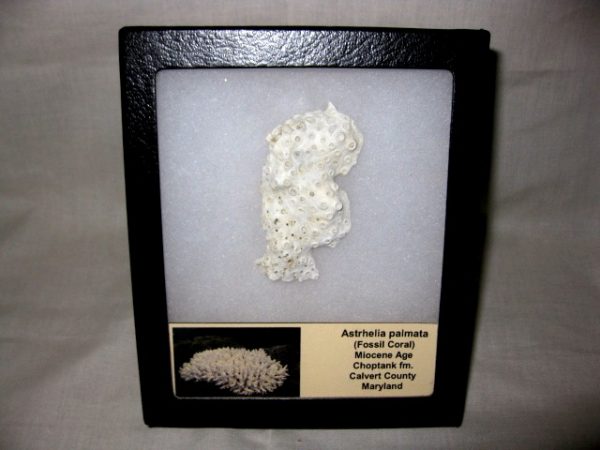 Maryland Astrhelia Coral #4