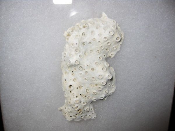 Maryland Astrhelia Coral #4 - Image 2