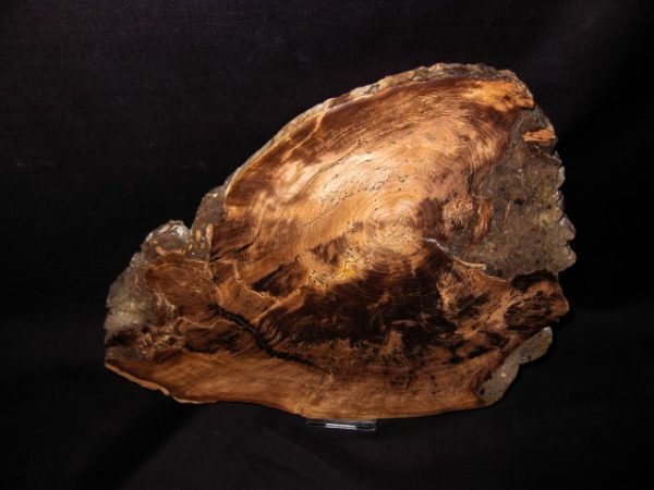 Genuine Petrified Wood Nevada Juniper- For Sale- Miocene Age #1