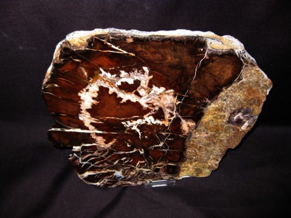 Genuine Petrified Wood Oregon Oak For Sale- Miocene Age #1