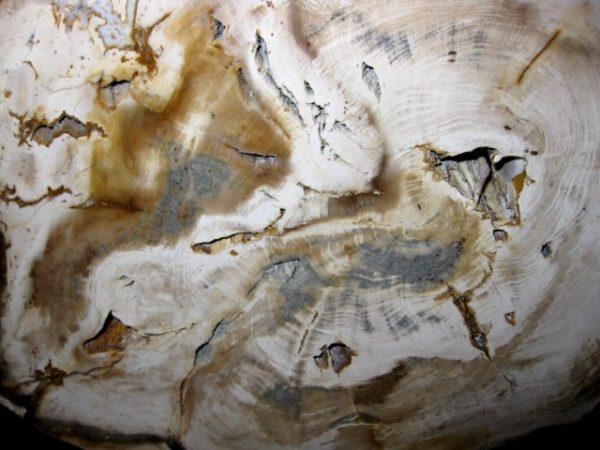 Genuine Petrified Wood Washington For Sale- Miocene Age #2a