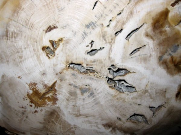 Genuine Petrified Wood Washington For Sale- Miocene Age #3a