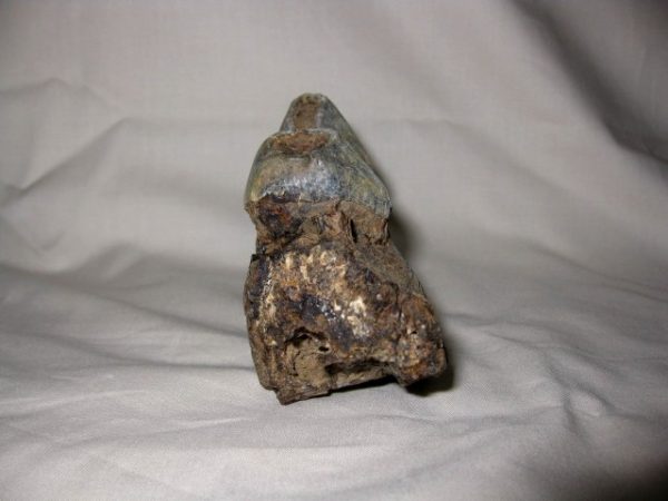 Tetraconodon Pig Jaw #1 - Image 2