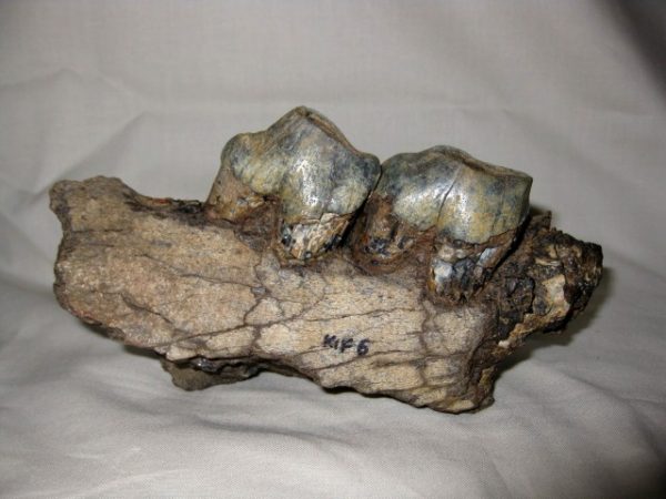 Tetraconodon Pig Jaw #1 - Image 3