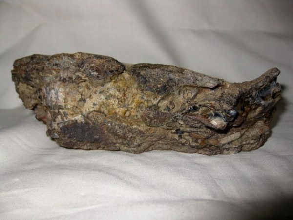 Tetraconodon Pig Jaw #1 - Image 6