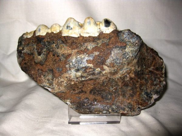 Tetraconodon Pig Jaw #3