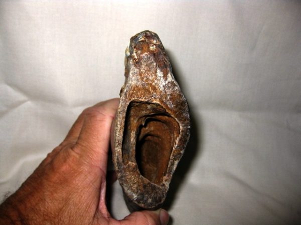 Tetraconodon Pig Jaw #3 - Image 2