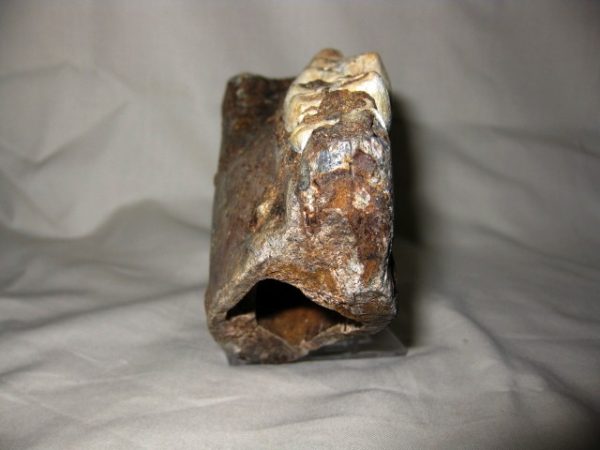 Tetraconodon Pig Jaw #3 - Image 3