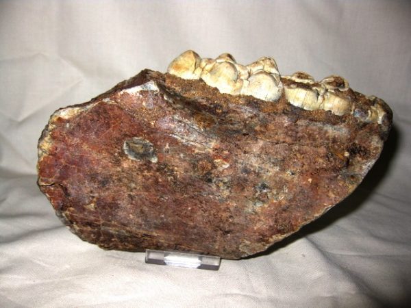 Tetraconodon Pig Jaw #3 - Image 4