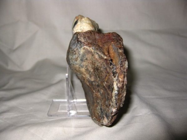 Tetraconodon Pig Jaw #3 - Image 5