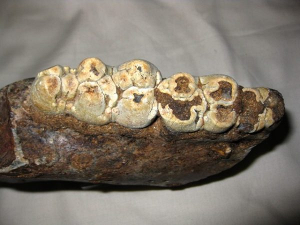 Tetraconodon Pig Jaw #3 - Image 6