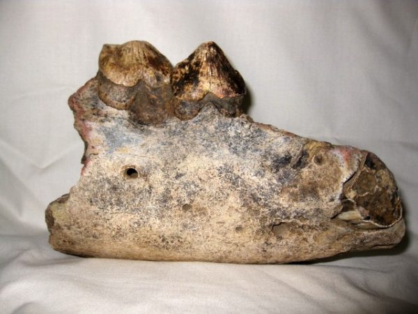 Tetraconodon Pig Jaw #4