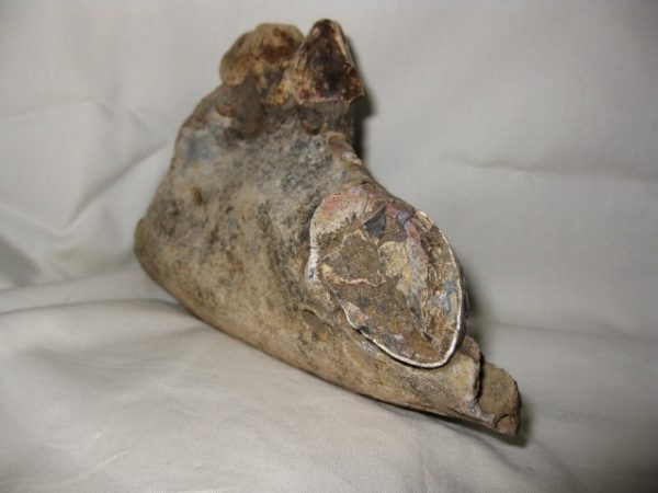 Tetraconodon Pig Jaw #4 - Image 2