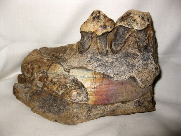 Tetraconodon Pig Jaw #4 - Image 3