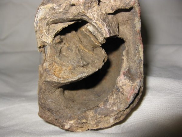 Tetraconodon Pig Jaw #4 - Image 5