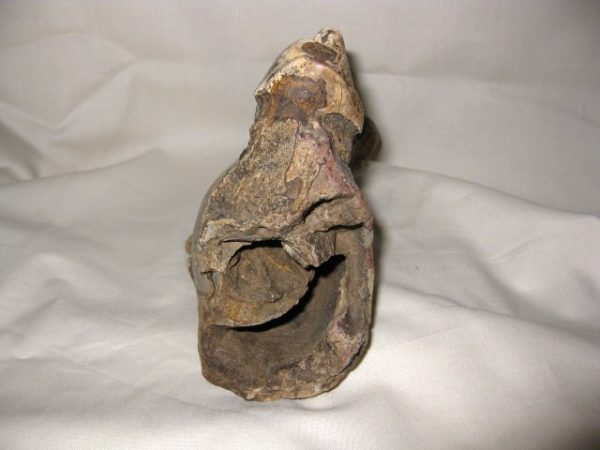 Tetraconodon Pig Jaw #4 - Image 6