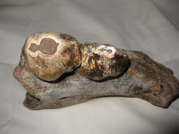 Tetraconodon Pig Jaw #4 - Image 7