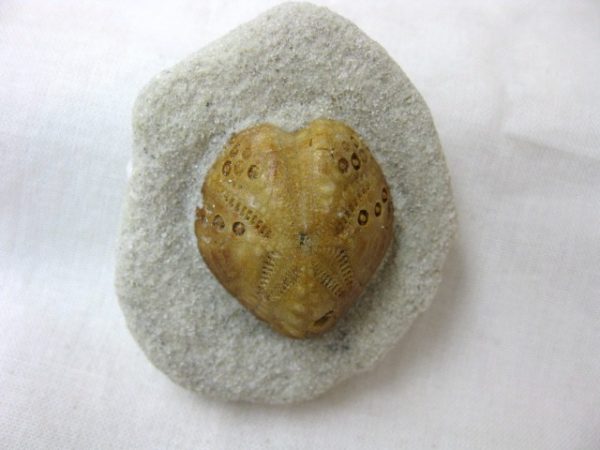 Australia Lovenia Echinoid #12