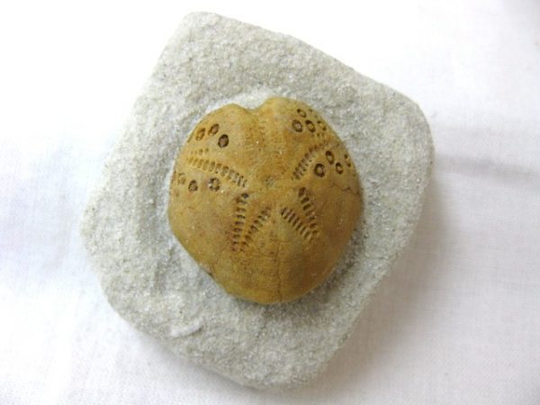 Australia Lovenia Echinoid #13