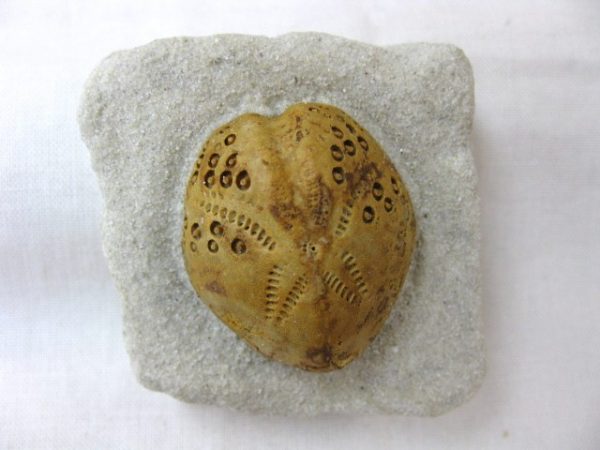 Australia Lovenia Echinoid #7