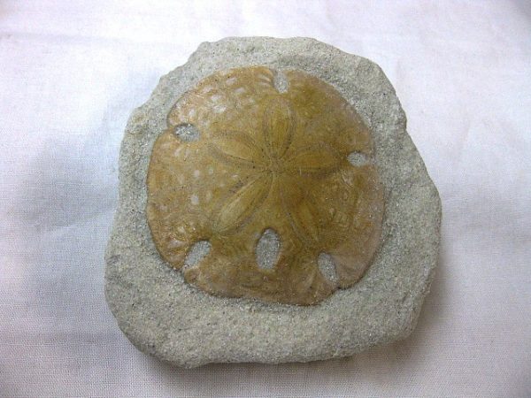 California Echinarachinus Echinoid #2