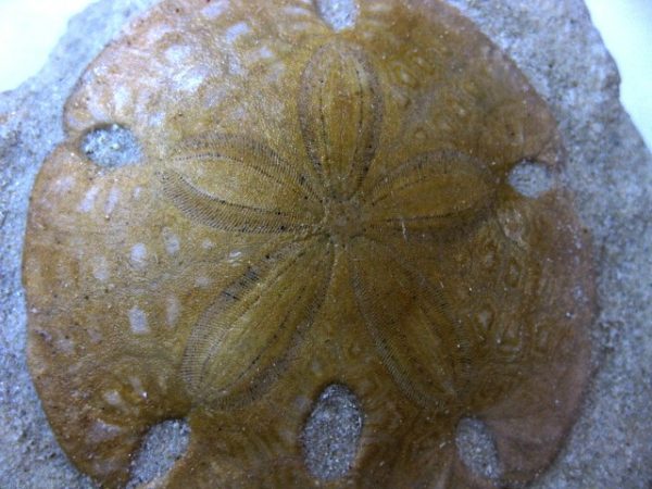 California Echinarachinus Echinoid #2 - Image 2