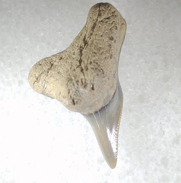 Galeocerdo Shark Tooth #1