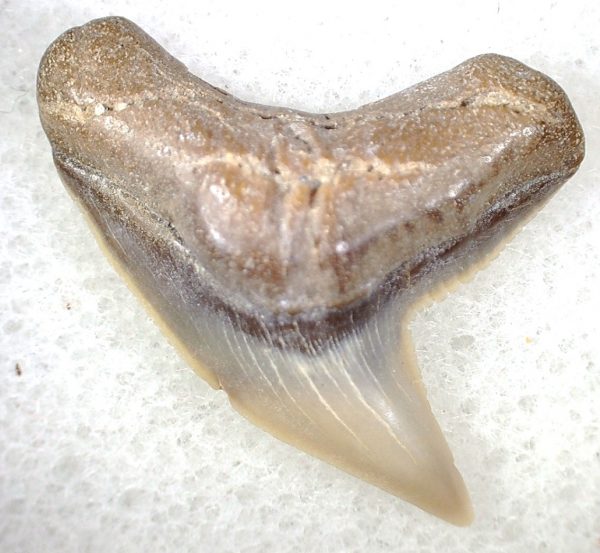 Galeocerdo Shark Tooth #10