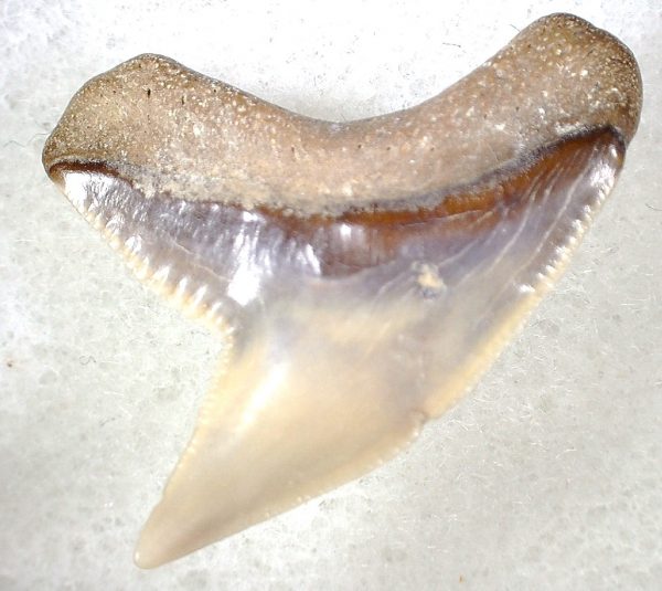 Galeocerdo Shark Tooth #10 - Image 2