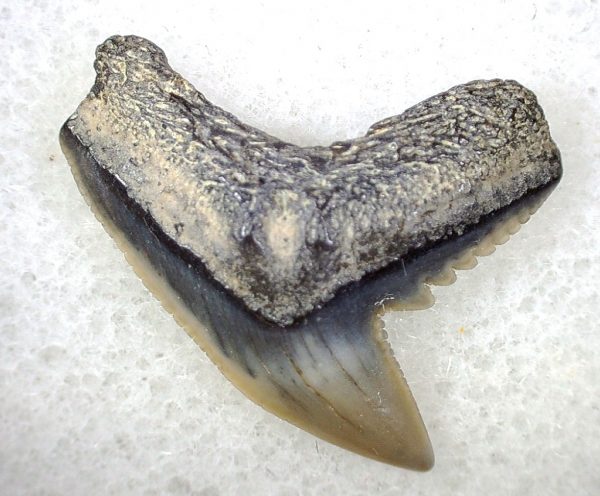 Galeocerdo Shark Tooth #11