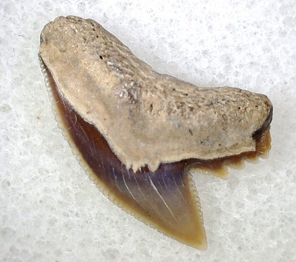 Galeocerdo Shark Tooth #12