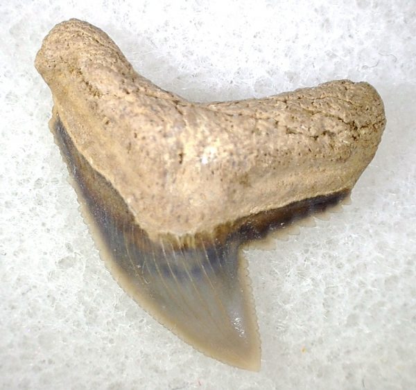 Galeocerdo Shark Tooth #13