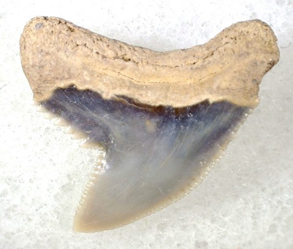 Galeocerdo Shark Tooth #13 - Image 2