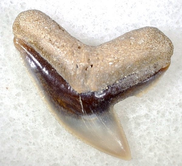 Galeocerdo Shark Tooth #15