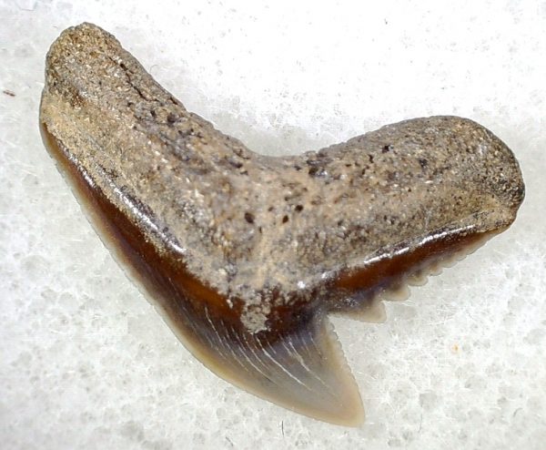 Galeocerdo Shark Tooth #18