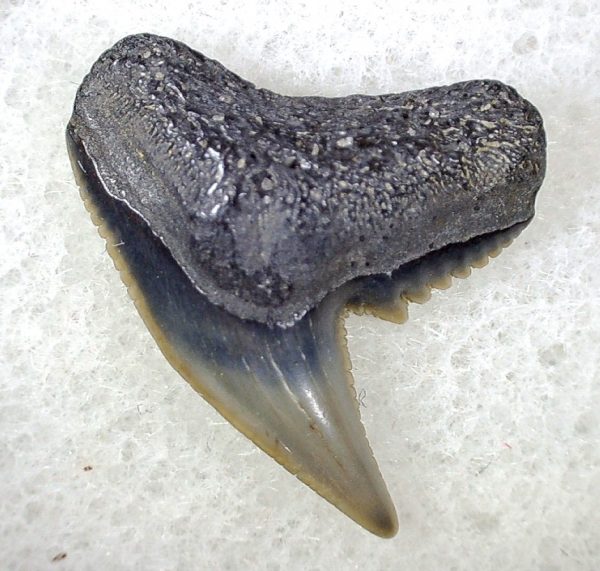 Galeocerdo Shark Tooth #19