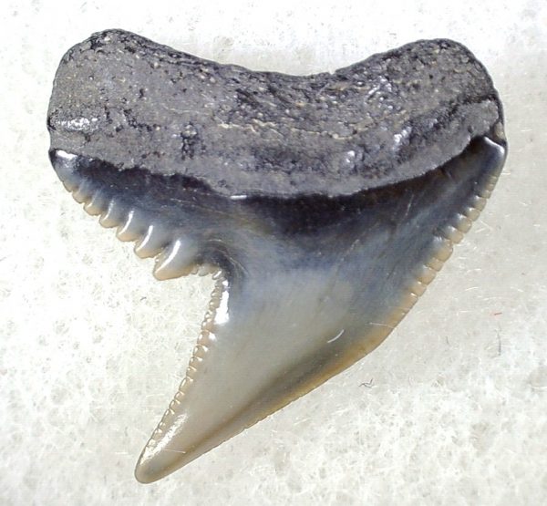 Galeocerdo Shark Tooth #19 - Image 2