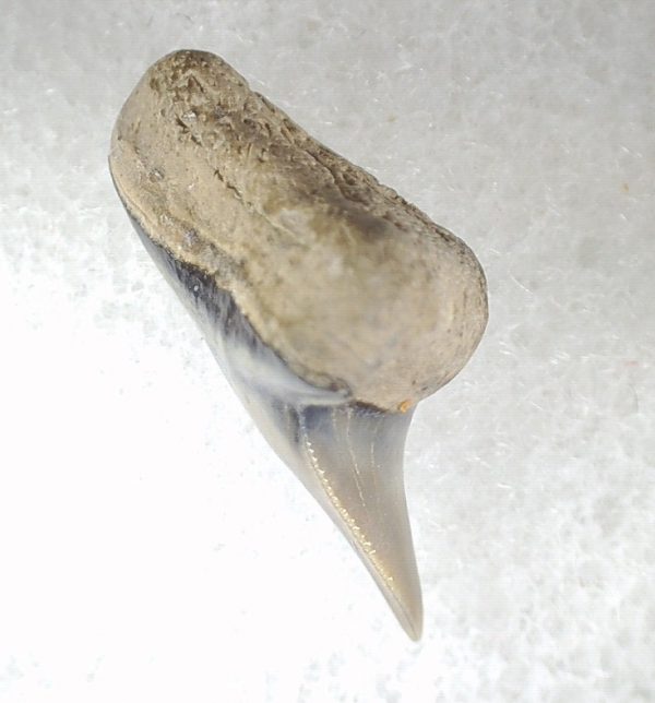 Galeocerdo Shark Tooth #1 - Image 2