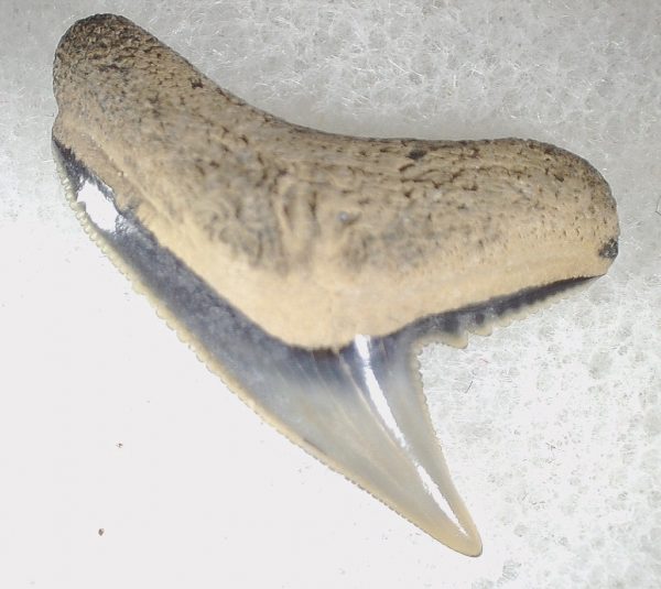 Galeocerdo Shark Tooth #2