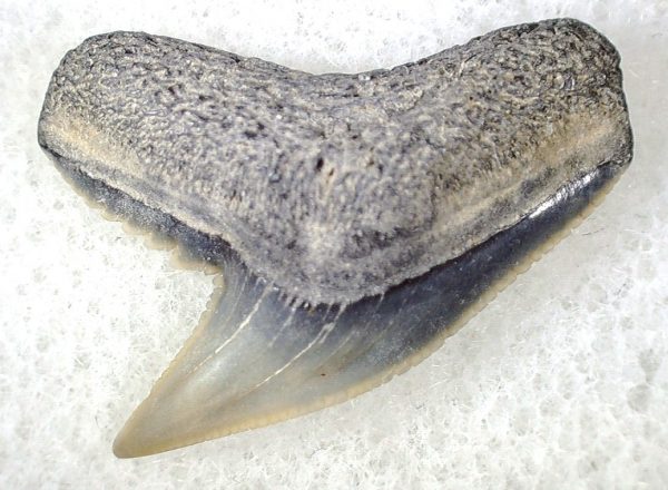 Galeocerdo Shark Tooth #20