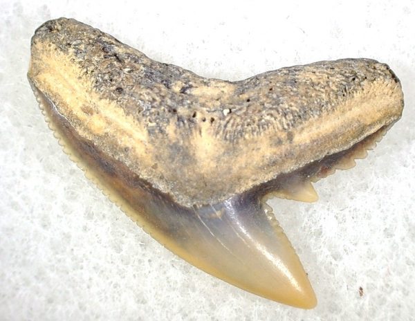 Galeocerdo Shark Tooth #21