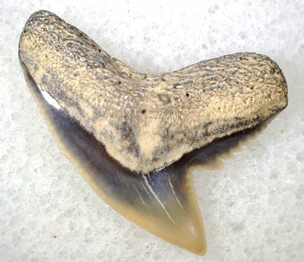 Galeocerdo Shark Tooth #22