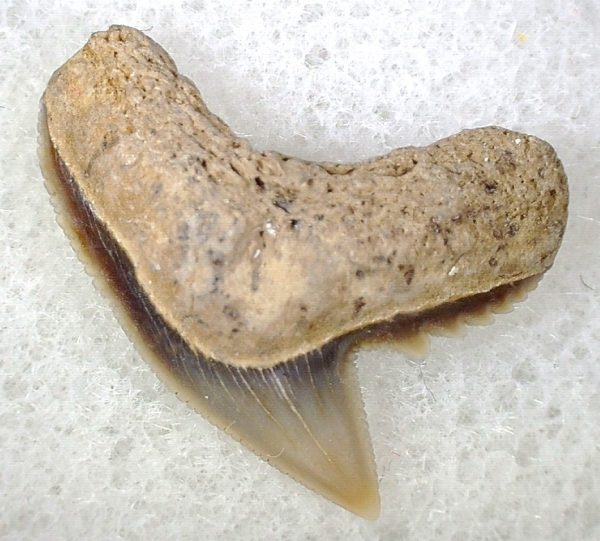 Galeocerdo Shark Tooth #23