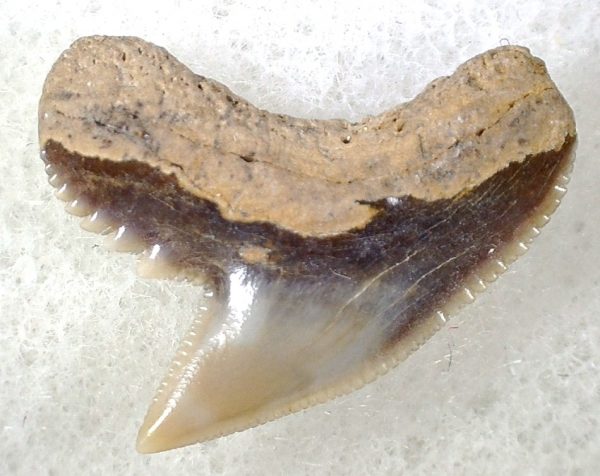 Galeocerdo Shark Tooth #23 - Image 2