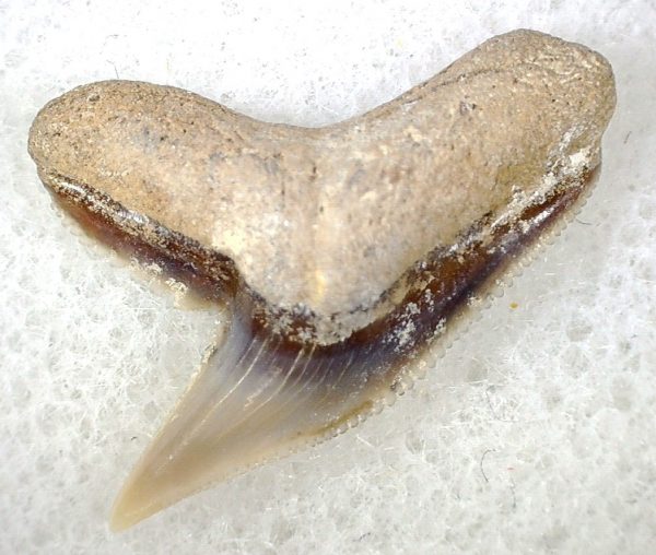 Galeocerdo Shark Tooth #25