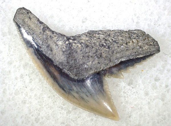 Galeocerdo Shark Tooth #27