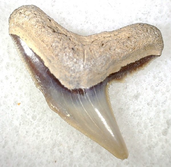 Galeocerdo Shark Tooth #29