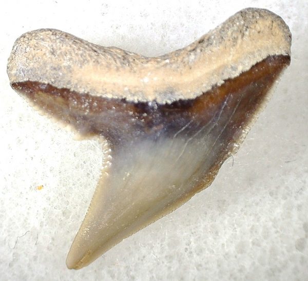 Galeocerdo Shark Tooth #29 - Image 2