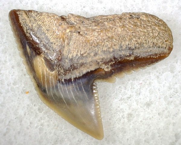 Galeocerdo Shark Tooth #30