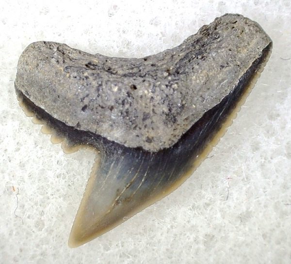 Galeocerdo Shark Tooth #32